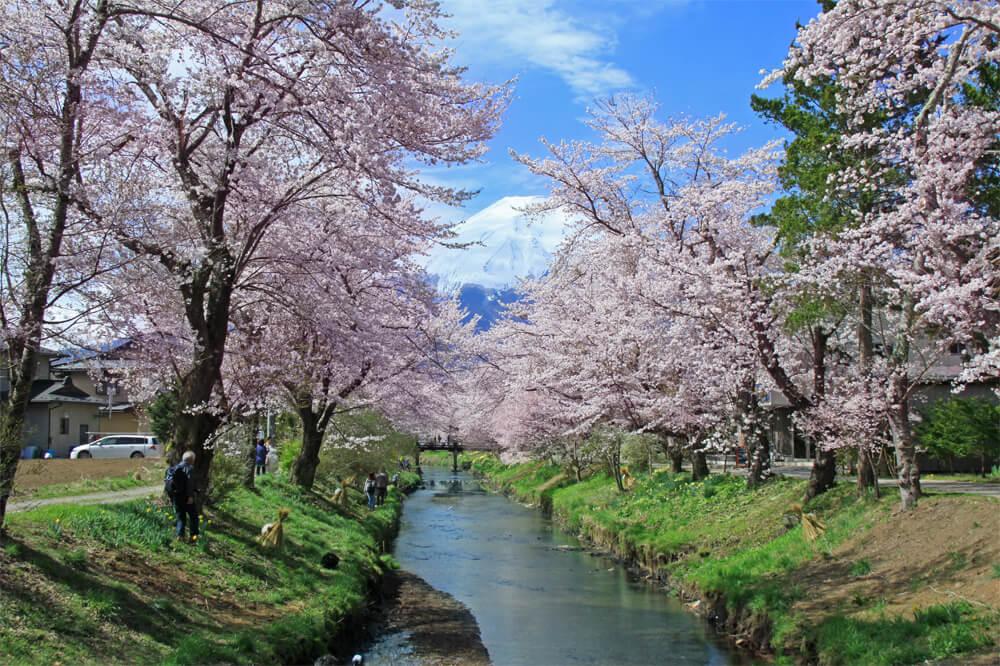 首都圏から日帰りでもOK！富士山・河口湖周辺春の絶景桜お花見スポット特集！｜花と自然｜Fuji,CanGo - 地元スタッフが教える富士山・河口湖・富士 五湖観光ガイド