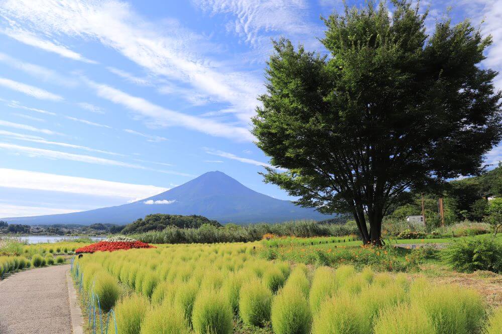 河口湖の大石公園を紹介！観光で訪れたい富士山と花の名所！｜観光